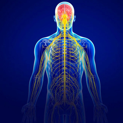 Asab tizimini qo'llab-quvvatlash: stress, tashvish va uyqu buzilishi uchun