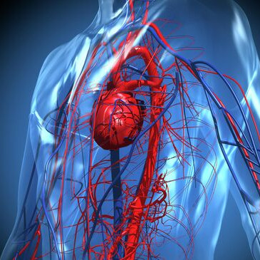 Лекарственные препараты для сосудов. Восстановление тонуса сосудов и улучшение кровотока.