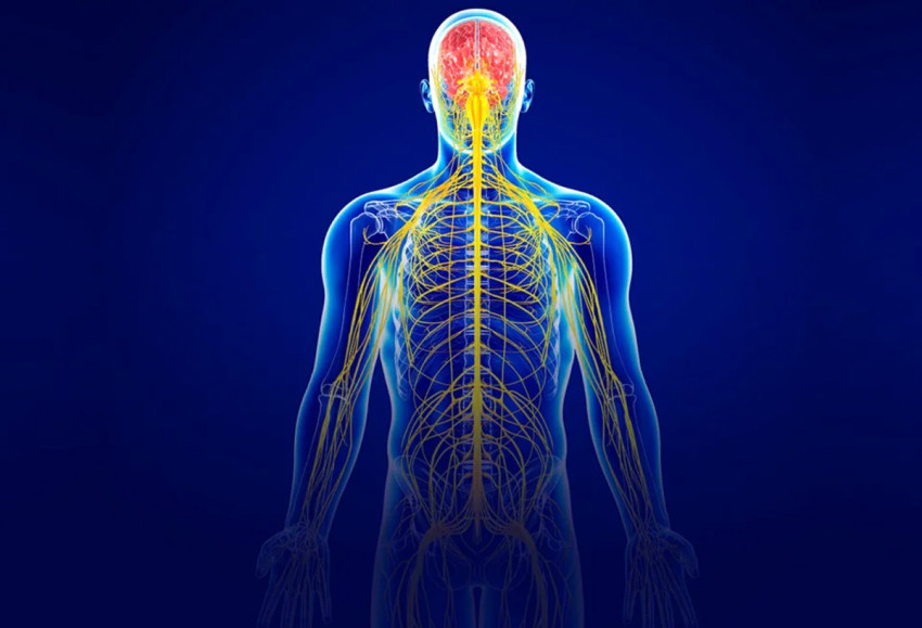 Asab tizimini qo'llab-quvvatlash: stress, tashvish va uyqu buzilishi uchun